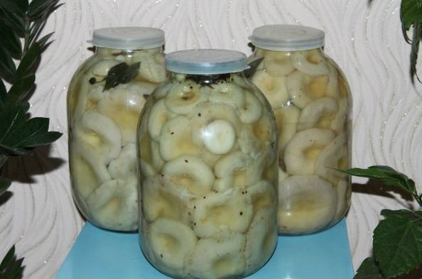 Как солить грузди в домашних условиях вкусно и быстро